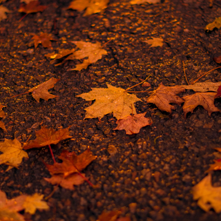 Orange autumn leaves wallpaper