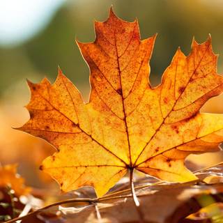 Orange autumn leaves wallpaper