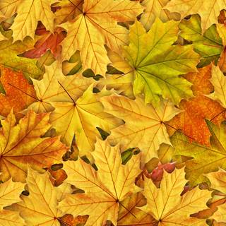 Orange autumn leaves wallpaper