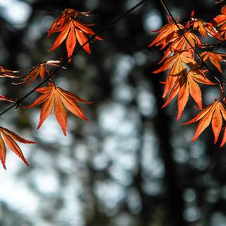 Orange autumn leaves wallpaper