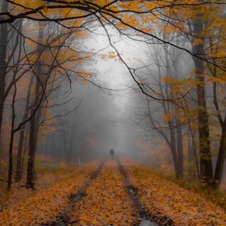 Foggy autumn forest mobile wallpaper