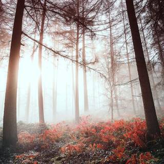Foggy autumn forest mobile wallpaper