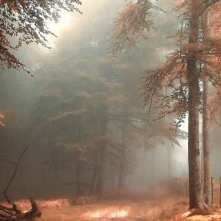 Foggy autumn forest mobile wallpaper