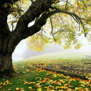 4k fall season wallpaper