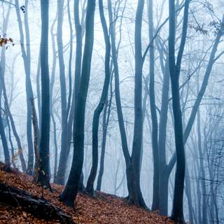 Foggy autumn forest mobile wallpaper