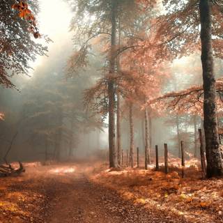 Autumn fog forest wallpaper