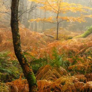 Foggy autumn forest mobile wallpaper