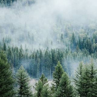 Foggy autumn forest mobile wallpaper