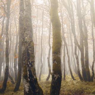 Foggy autumn forest mobile wallpaper
