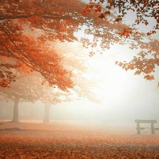 Fog autumn forest wallpaper