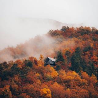 Foggy autumn forest mobile wallpaper