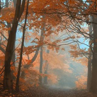 Foggy autumn forest mobile wallpaper