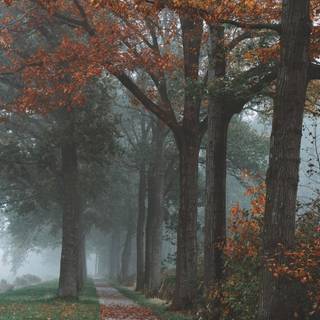Foggy autumn forest mobile wallpaper