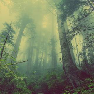 Foggy autumn forest mobile wallpaper