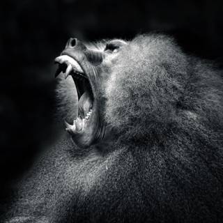 Black monkey wallpaper