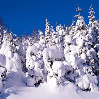 Snow place wallpaper