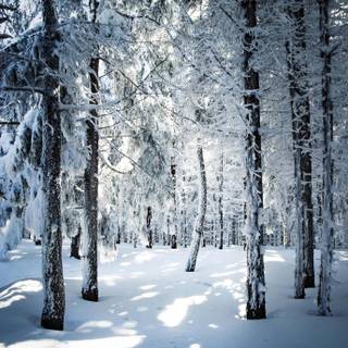 Snow place wallpaper