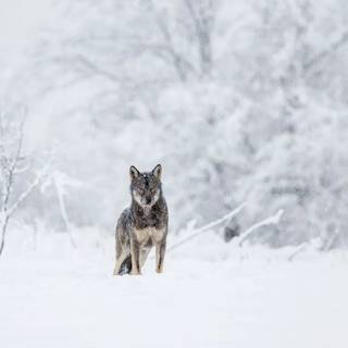 Snow place wallpaper