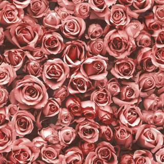 Rose flower collage wallpaper