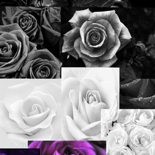 Rose flower collage wallpaper