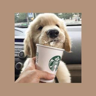 Starbucks dogs wallpaper