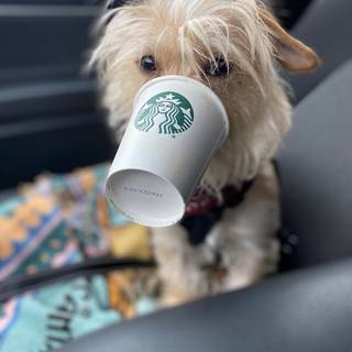Starbucks dogs wallpaper