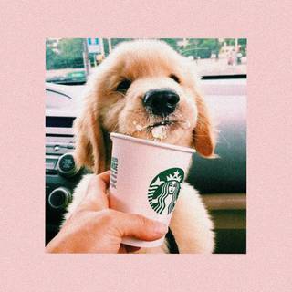 Starbucks dogs wallpaper