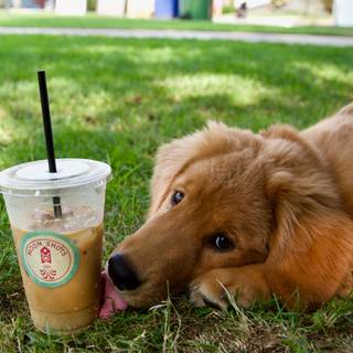 Starbucks dogs wallpaper