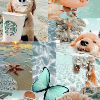 Starbucks dogs wallpaper