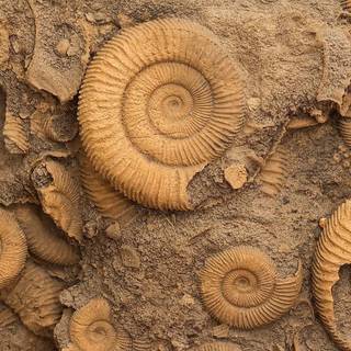 Fossil formation wallpaper