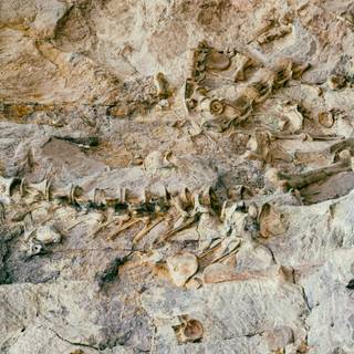 Fossil formation wallpaper