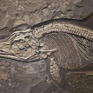 Fossil formation wallpaper