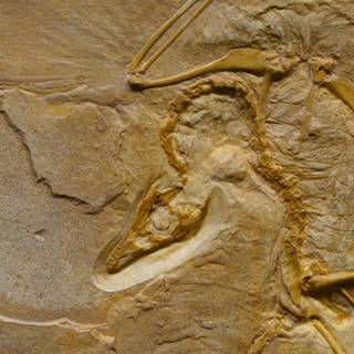 Fossil formation wallpaper