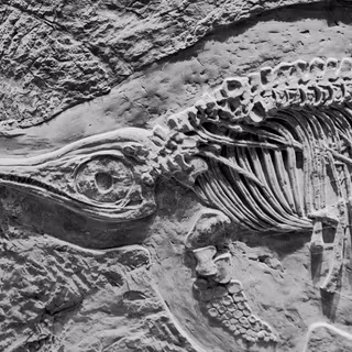 Fossil formation wallpaper