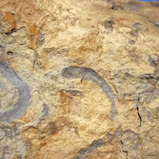 Fossil formation wallpaper