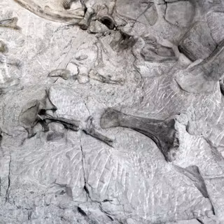 Fossil formation wallpaper