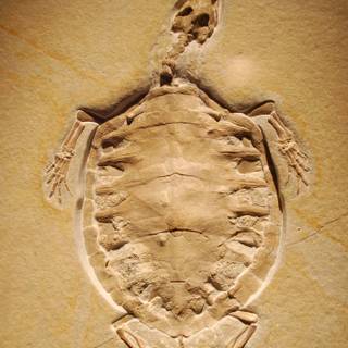 Fossil formation wallpaper