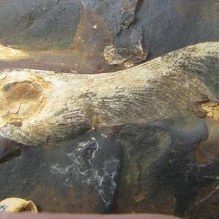 Fossil formation wallpaper