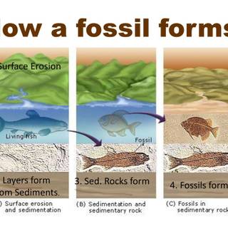 Fossil formation wallpaper