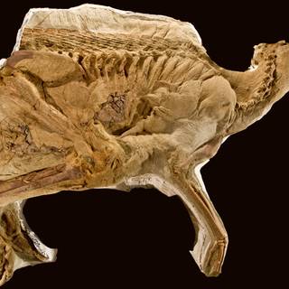 Fossil formation wallpaper