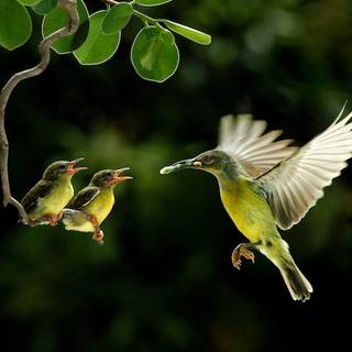 Desktop nature birds HD wallpaper