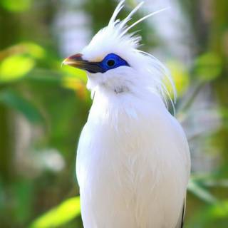 Desktop nature birds HD wallpaper