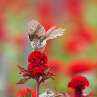 Desktop nature birds HD wallpaper