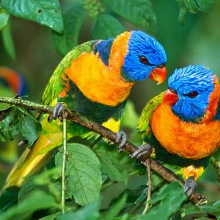 Desktop nature birds HD wallpaper