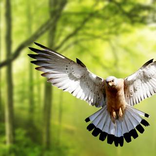 Desktop nature birds HD wallpaper