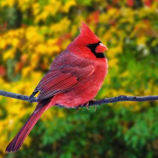 Desktop nature birds HD wallpaper