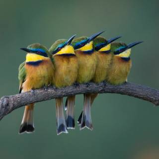 Desktop nature birds HD wallpaper