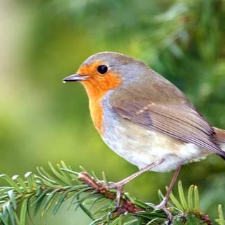 Desktop nature birds HD wallpaper