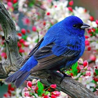 Desktop nature birds HD wallpaper