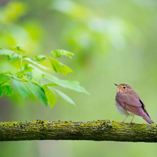 Desktop nature birds HD wallpaper